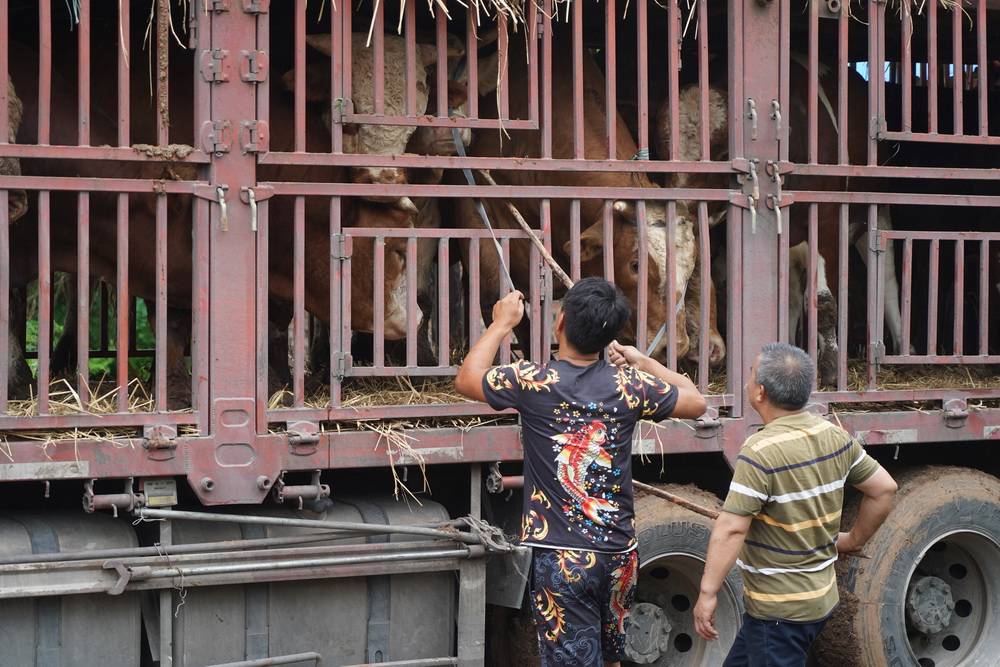 看卖牛:最懂感情的动物,装车时满是伤感,运输广州32小时不喂食