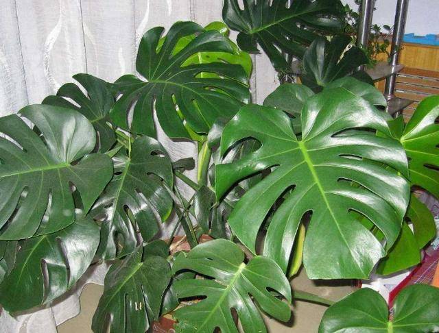 龟背竹怎么修剪枝叶 52c714bf0688481eab9fb032614b35e0.jpeg