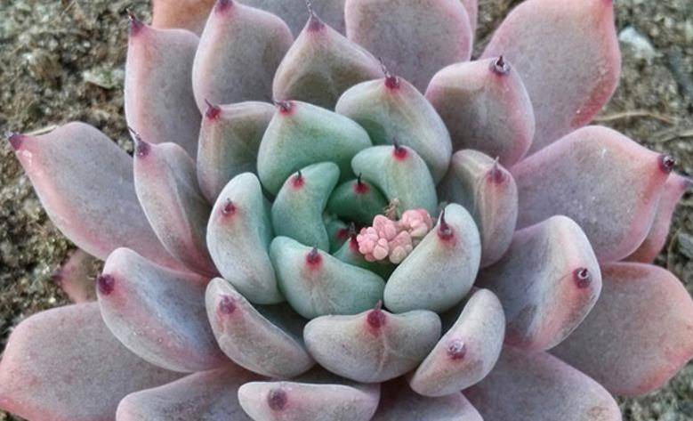 多肉苦艾酒,既具有尖尖的爪子又带有漂亮的暗纹,怎能让人不爱?