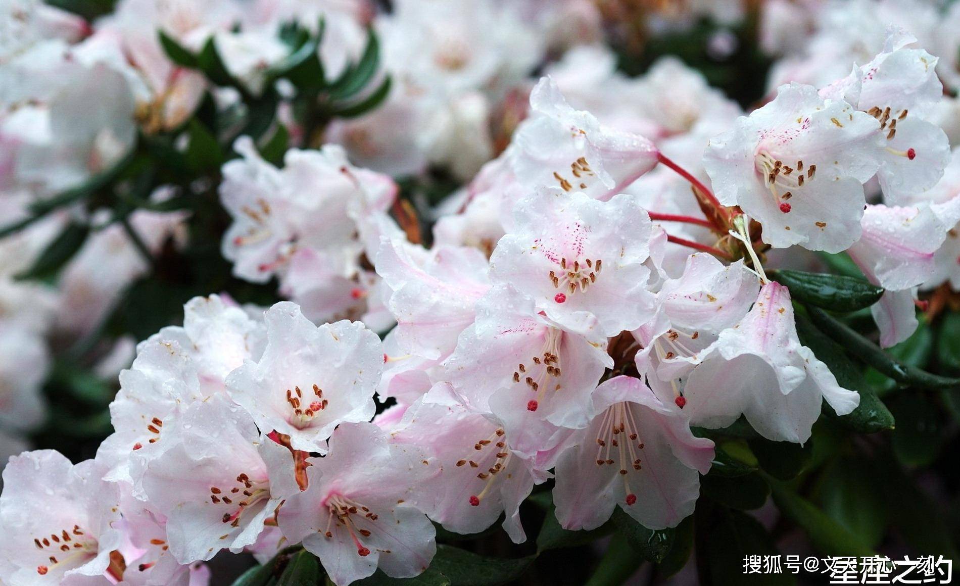 12月30日爱情运势 真爱涌现 笑颜如花的四大星座 伴侣