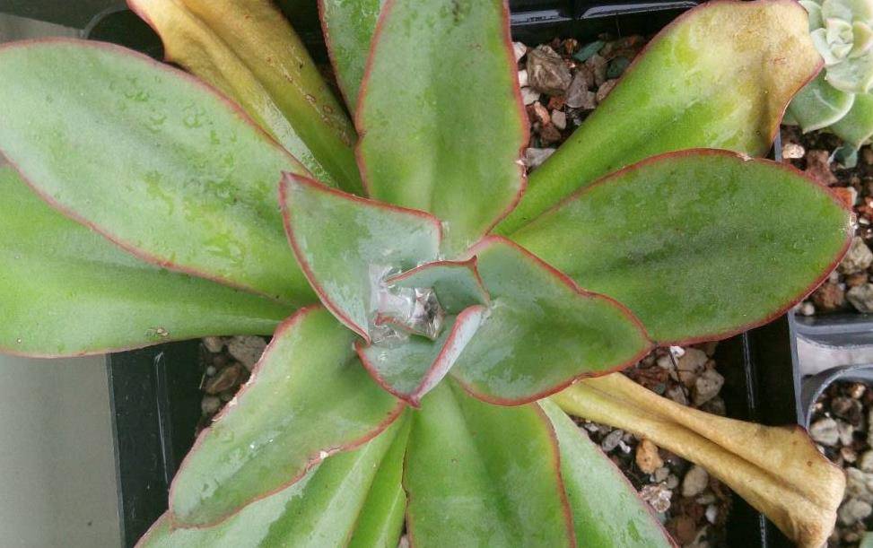 多肉钢叶莲超好看超好养,同时没有明显的休眠期,喜欢秋季可入手