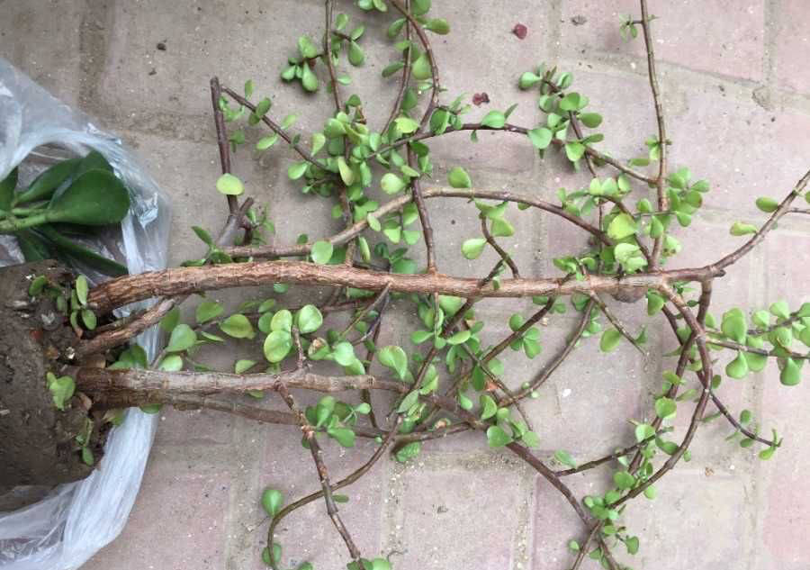 怎么养金枝玉叶老桩 ac198bfc63144a8585196f89218446b6.jpeg