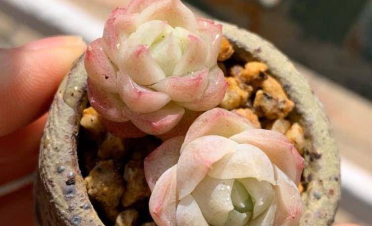 多肉怎么控养出状态图 0ed6cad37b8441618c003444bbffc5e4.jpeg