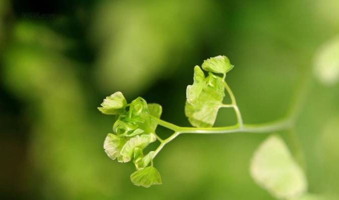 啥是男人花期 43b82ce78e2e42f1871800f3392d0dad.jpeg