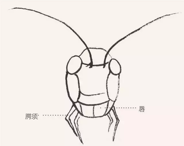 分步骤讲解蝗虫工笔画的画法