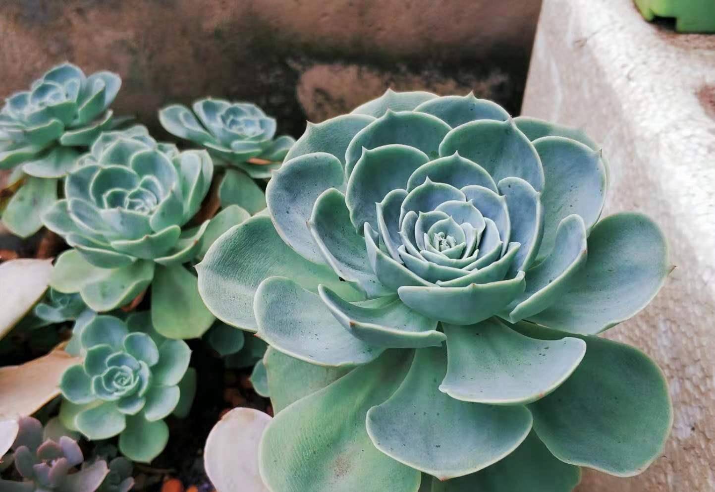 想给多肉玉蝶摘心?养护方向跑偏了,先将它养活还愁它不爆盆?