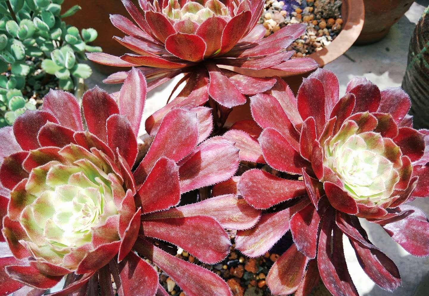 搞不清楚多肉是季节性休眠还是气候性休眠请看唐长老为你解密