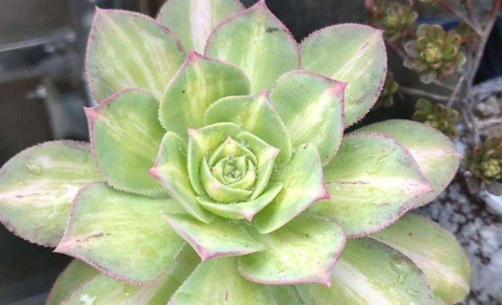 多肉黄中斑和灿烂法师虽然同为翡翠城出锦但它们的区别却很明显