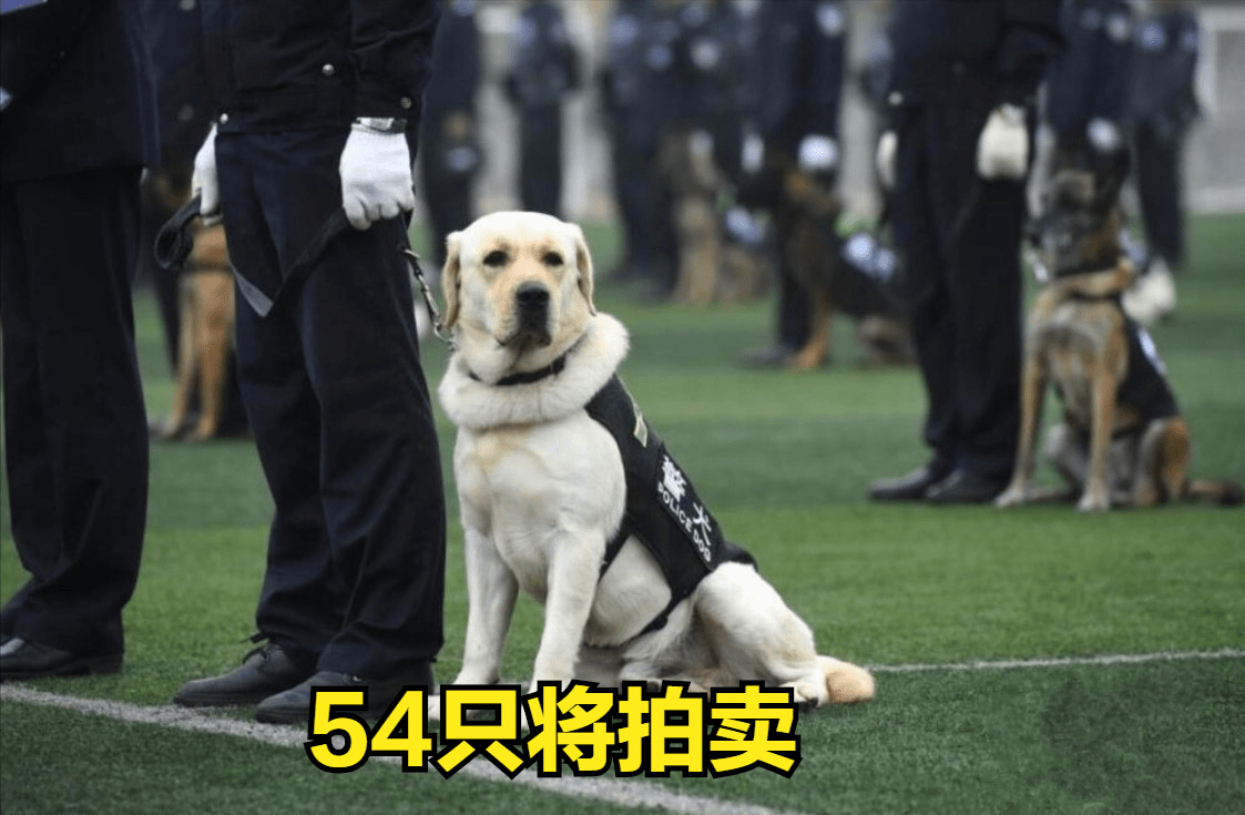 警校将拍卖54只淘汰受训犬,200元起拍,不适合警用:胆小,年龄大