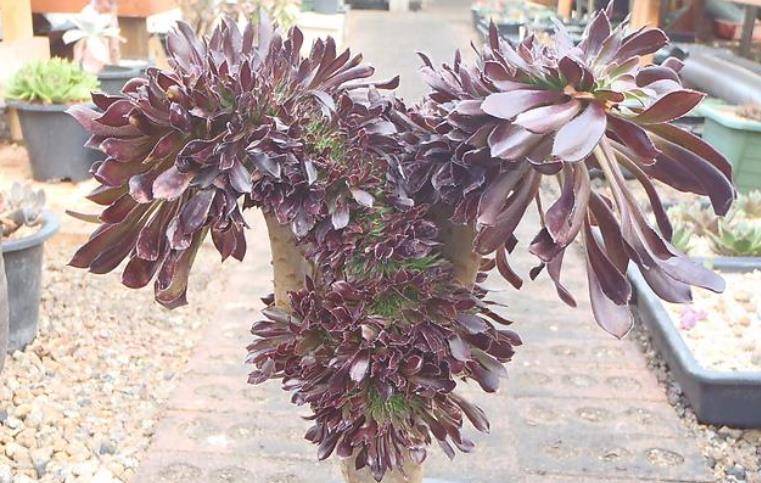 其次露养环境下我们不用担心黑法师徒长,更不用担心它上色出状态的