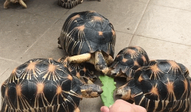 乌龟爬行动图图片