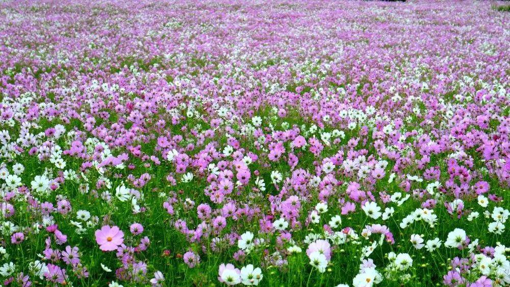 昆明出发一小时花海绽放惊艳你一整个夏天