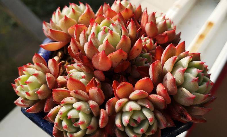 多肉种植后多久可以浇水 50230a01070240d8b957fe018def985b.jpeg