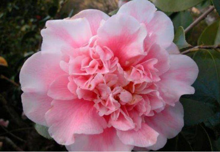 从6月30号开始 家养这些植物 扔进土里就能活 花朵硕大 巴西