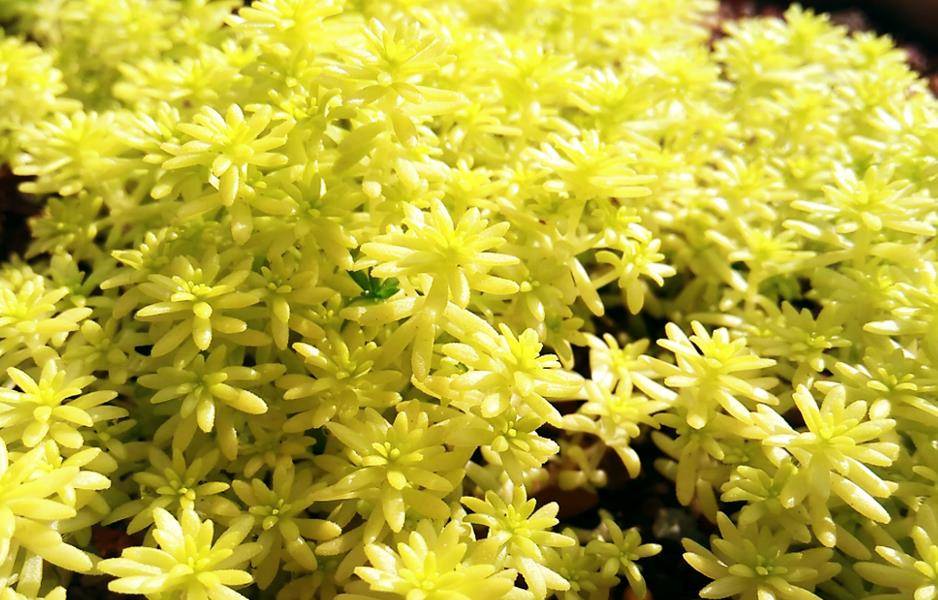 色泽金黄的多肉植物黄金万年草,你知道夏天怎么养护吗?快来看看