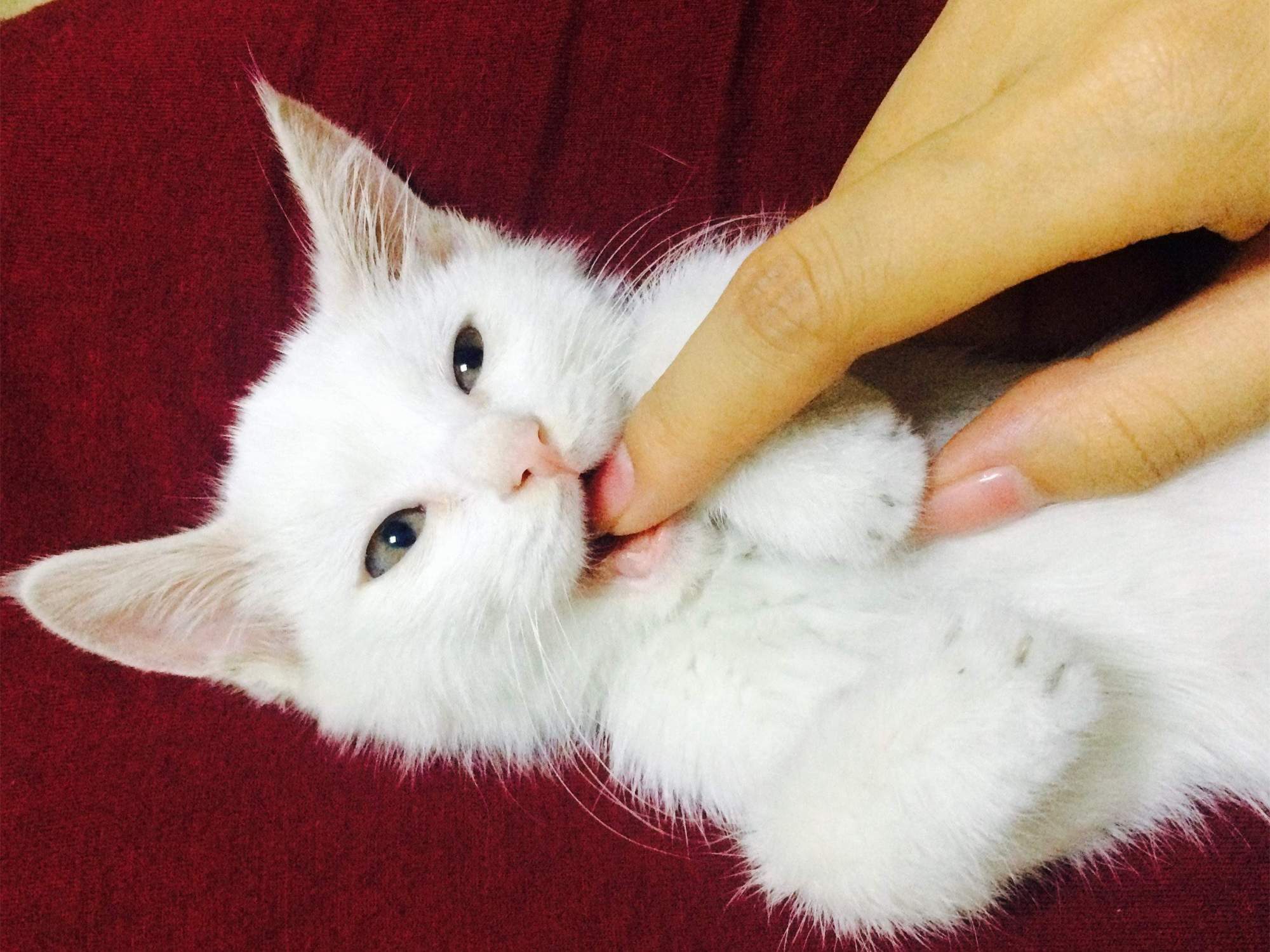 为什么主人在"撸猫"时,猫咪会咬人?