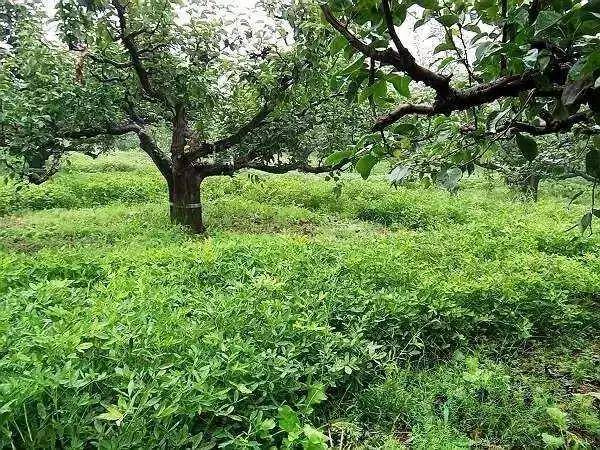 勒夫植保講堂高溫季節蘋果樹一定要防日灼和肥害