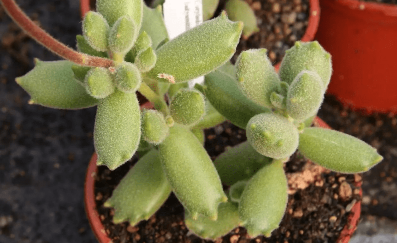 多肉植物熊童子没精神 早点检查下这3地方 可能马上找到元凶 花友