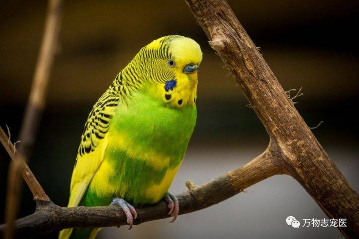 比较大的鹦鹉是什么鹦鹉 e700b3720025459d819203bdfe085f62.jpeg