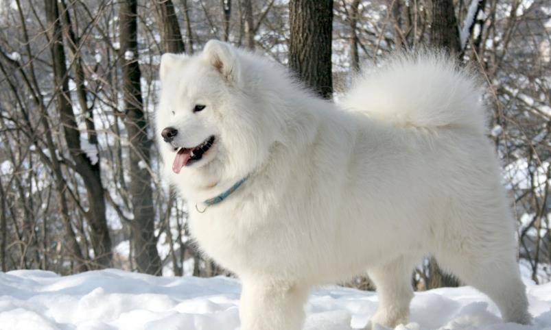 适合家里养的小型宠物 fde27f31bced4cf5bcaa4a2de55addce.jpeg