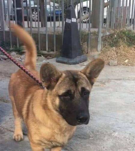 补充|养了柴犬5年，才发现它的身材比例不正常：腿怎么一直没变长呢？