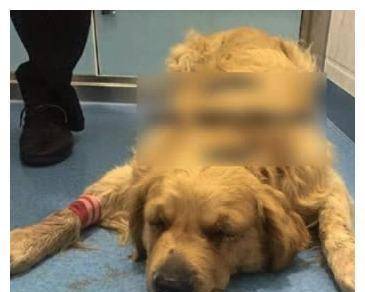 梦境迷踪,解读梦见被狗咬自己脚的深层含义与心理暗示 梦境迷踪,解读梦见被狗咬自己脚的深层含义与心理暗示
