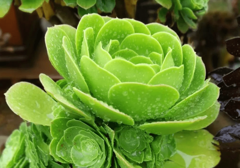 养殖多肉植物玉龙观音,该注意哪些?