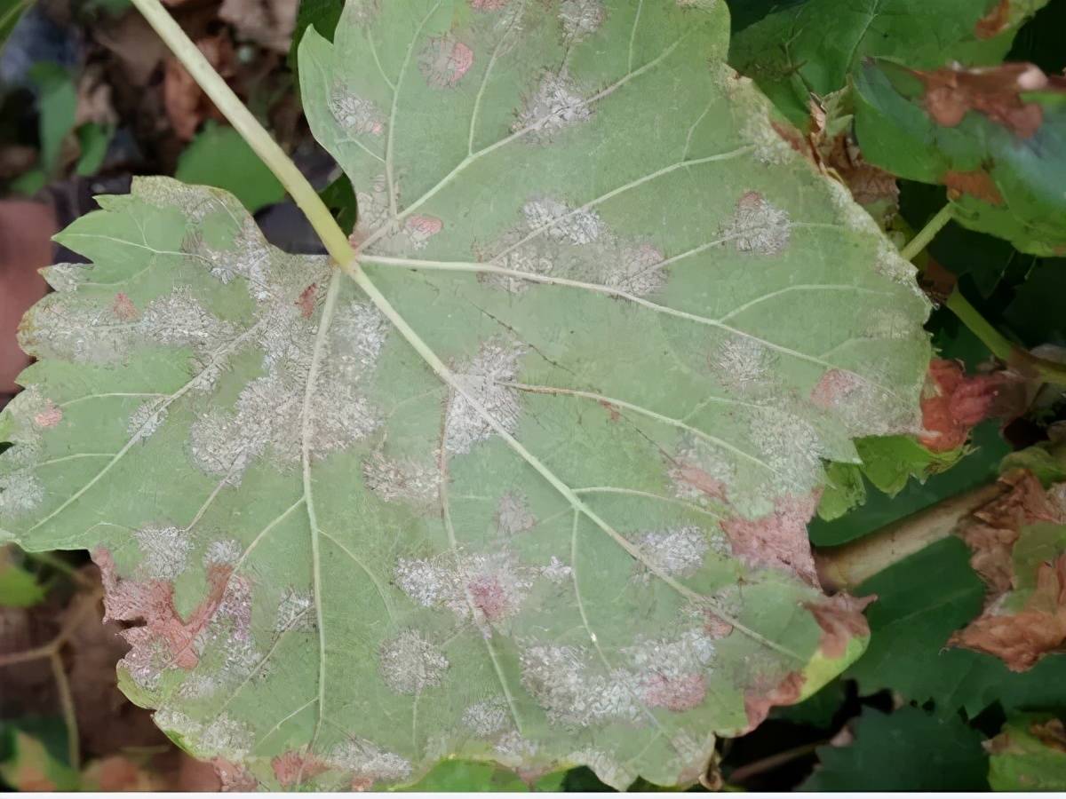 幼果期葡萄霜霉病侵染,没有霉层,病斑凹陷,这点要区别于日