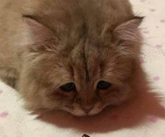 猫咪怎么看待逗猫棒 f68c162e2b2b4cf1a3a09e1577bcac4f.jpeg