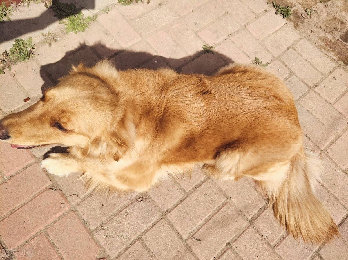 饮食|公认适合家养的6只狗狗，你家狗狗上榜了吗？