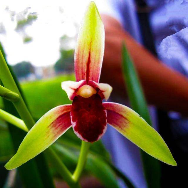 此兰花曾是天价 仙草 花色红艳似火 带有浓香 现在跌成普草 灵魂