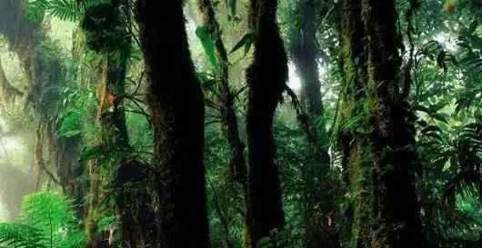 蚊蝇,毒虫和寄生虫的天堂丨热带雨林气候闷热潮湿,适合虫类繁殖.