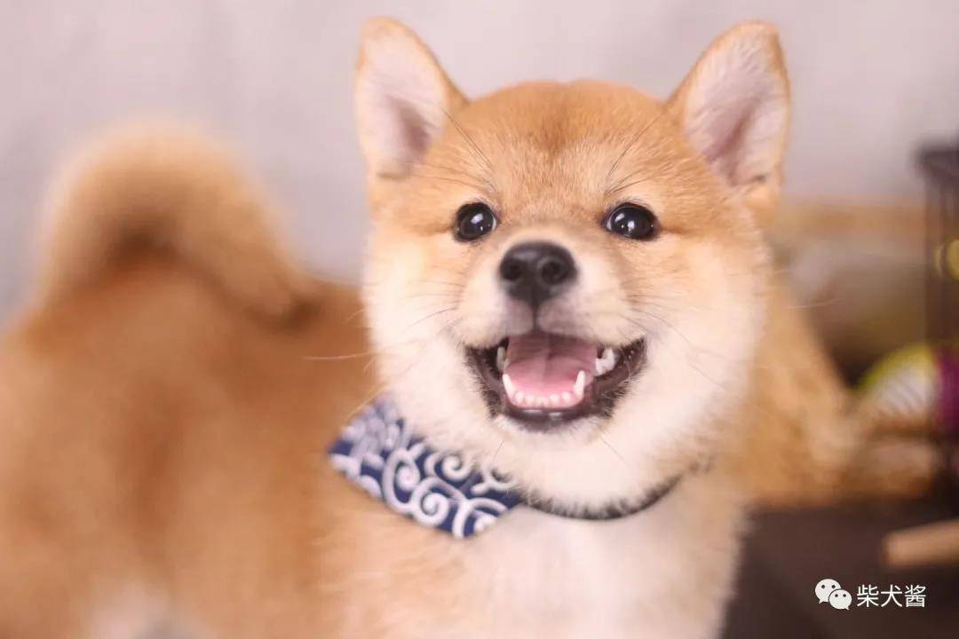 如何给柴犬增肥?