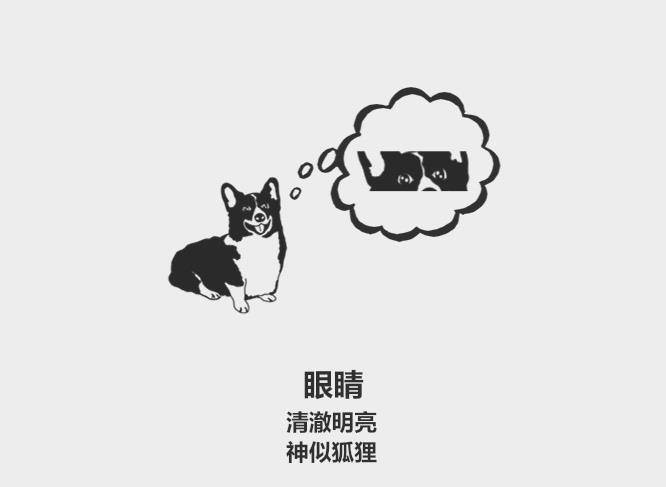 眼睛|59秒冷盘点:柯基有尾巴不正宗?挑选健康的狗狗有9个技巧