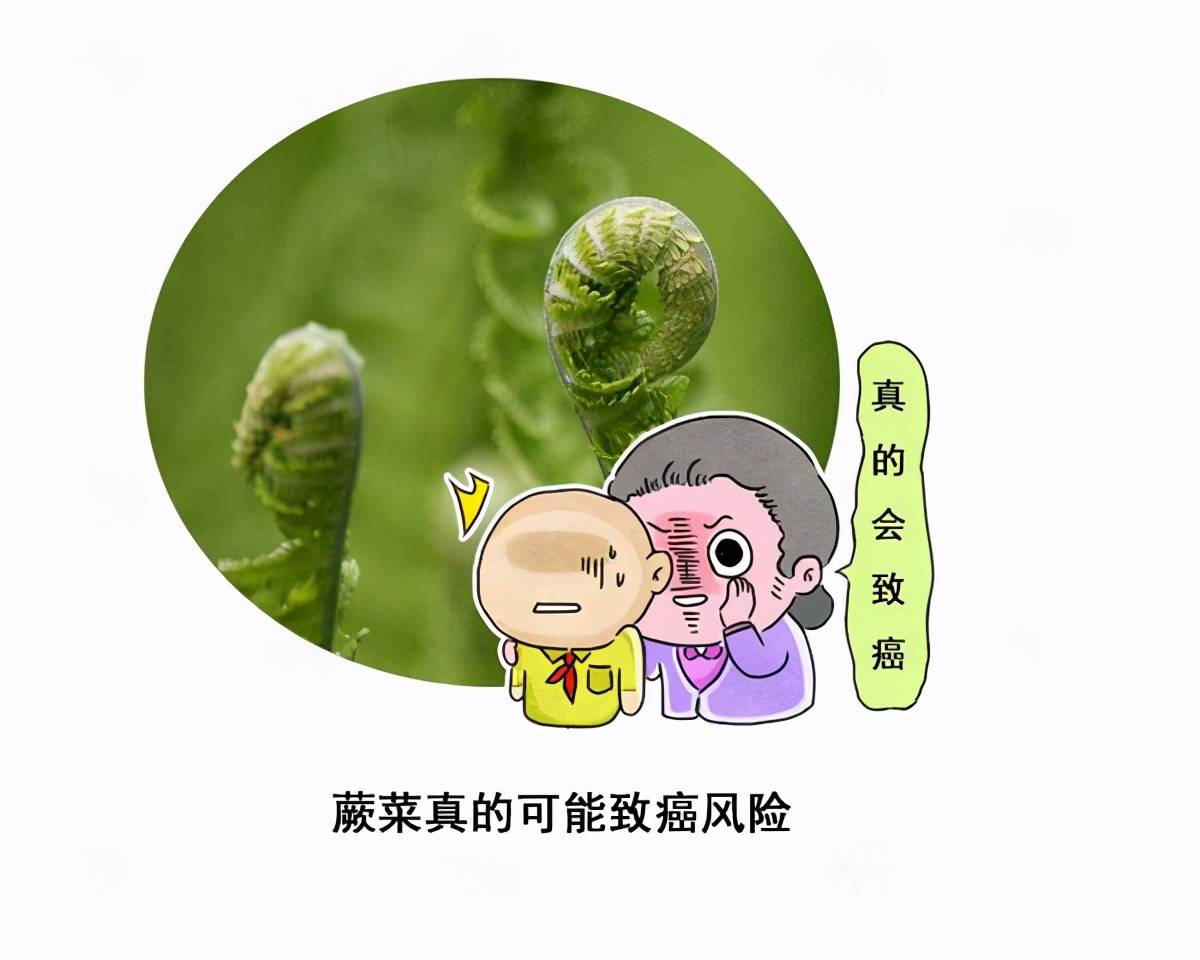 原创
吃一点都会致癌?“野菜之王”的蕨菜,是否吃了真的会得癌症?