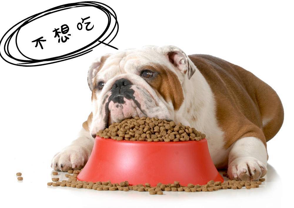 狗为啥不吃手里的食物 c63764cd8f0942d38007c3d0f3df9831.jpeg