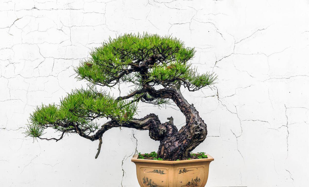 双干式盆景的造型制作掌握3点规律和技巧上手简单快行动吧