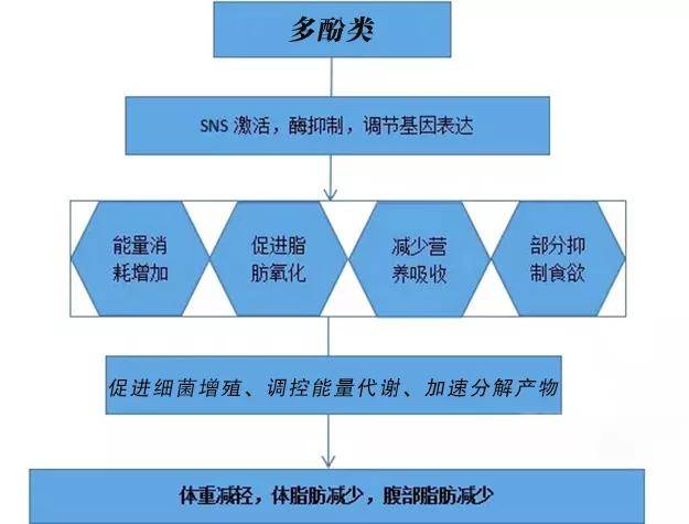 坤巢新強勢減肥法植物多酚的減肥原理