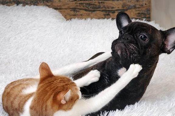 怎么看小猫是不是真打架 ec21e5d267f348d3a97792a44452a027.jpeg