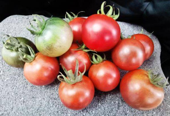 番茄种子王牌 南沙紫玉 10元1粒 凭啥 口感