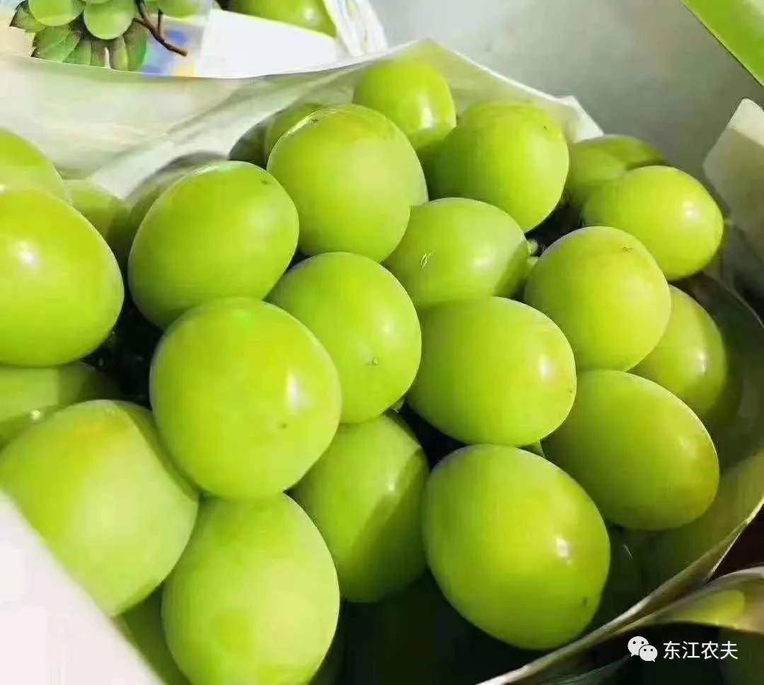 河源市|给你介绍一个避暑胜地，很适合暑期亲子游的“小”地方