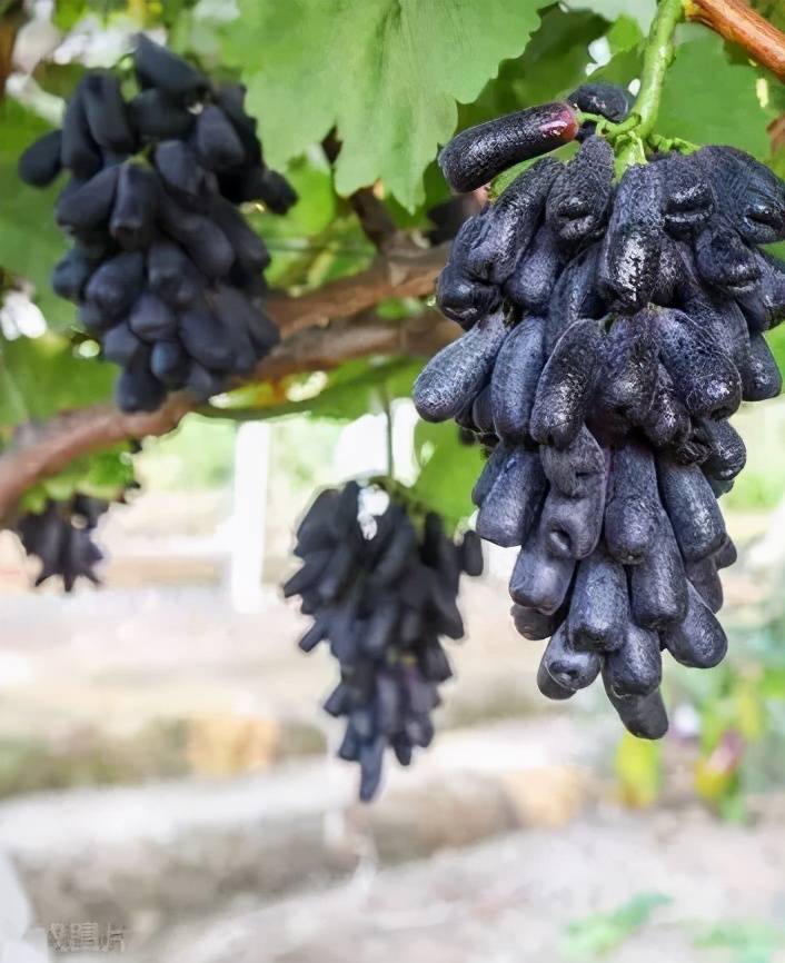 河源市|给你介绍一个避暑胜地，很适合暑期亲子游的“小”地方