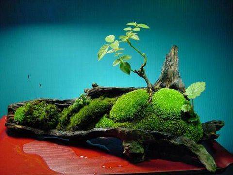 野生青苔没想到养出了微景观,太漂亮了