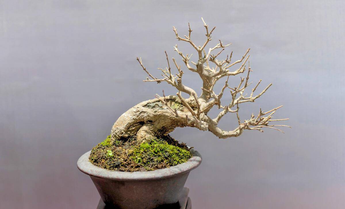 树是怎么吸收水分和养分 835635cb30434bad8714c7d15635c4d1.jpeg