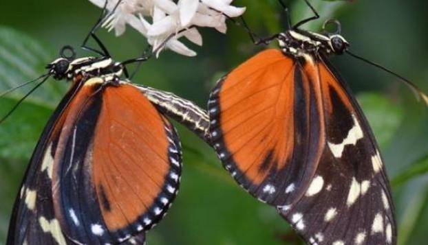 化茧成蝶的图片 de2c44be06e34aef92fe4001eb4aa503.jpeg