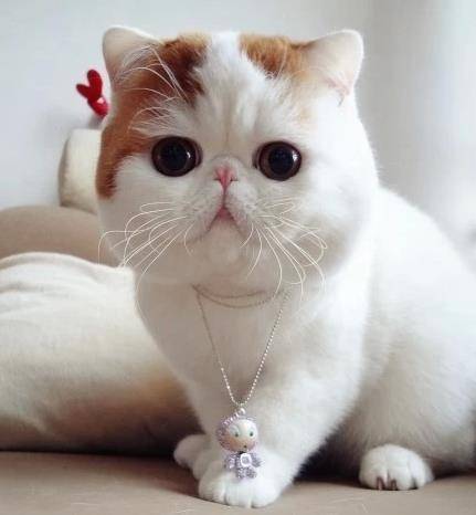 观点评论|如果这4只小猫出现在你门口，你会选哪只抱回家呢？我果断选第三