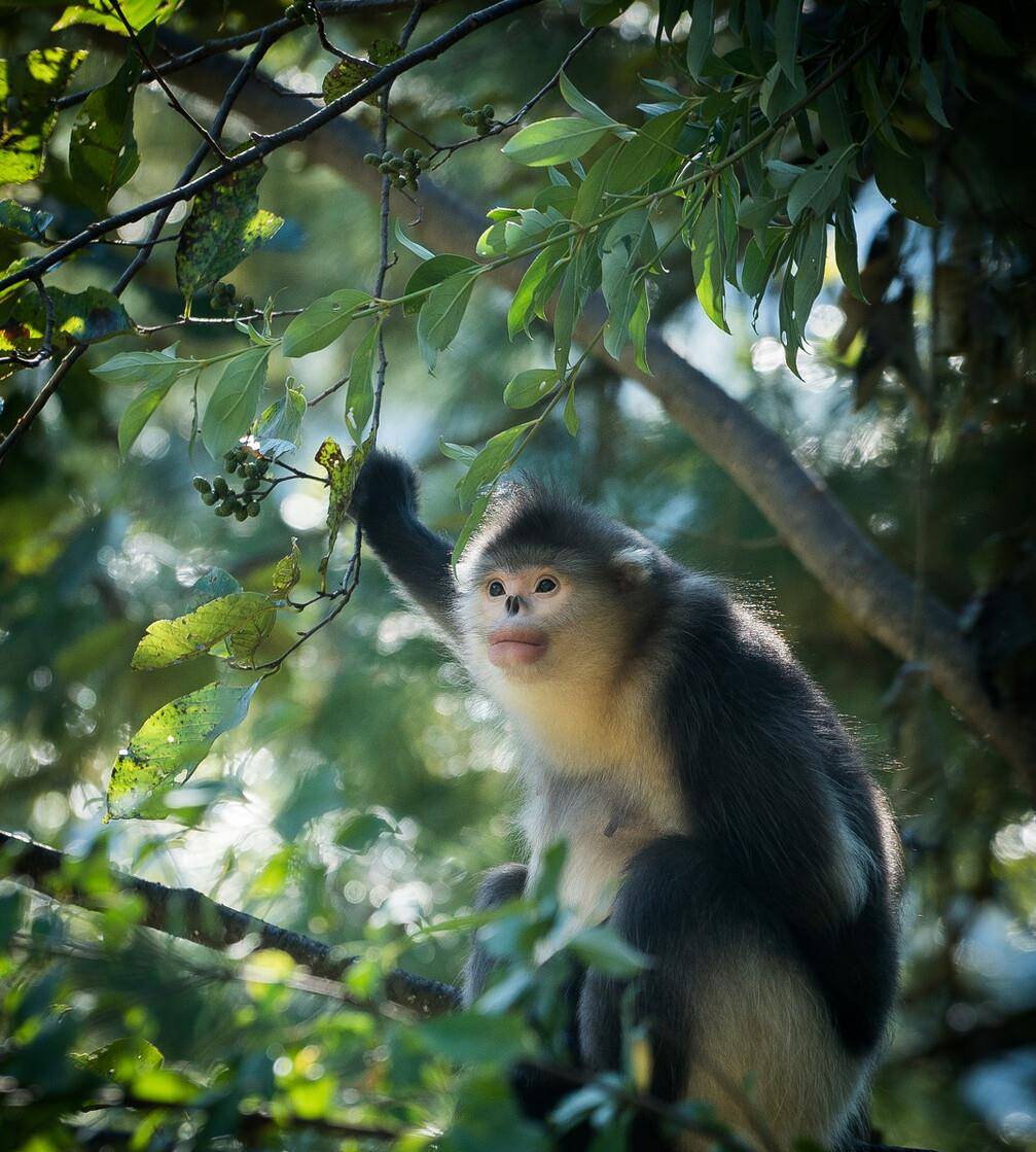 高黎贡山神鸟(云南高黎贡山野生动物) - 医药经