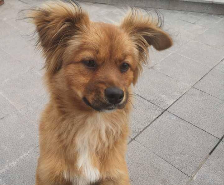 体型|有金毛血统的狗狗，一般都有这几个特征，最后一个不明显