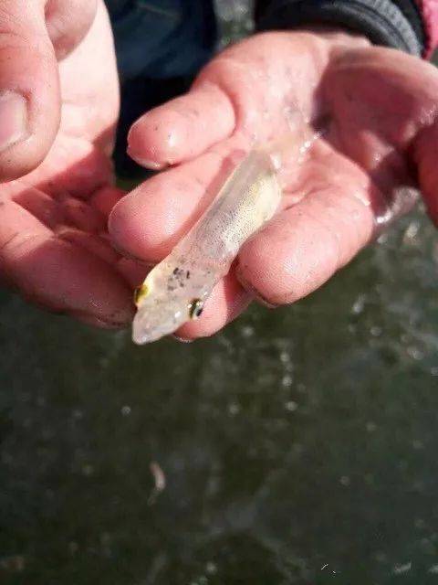 透明鱼肚子里装着另一条鱼,难道这就是传说中的回炉重造?