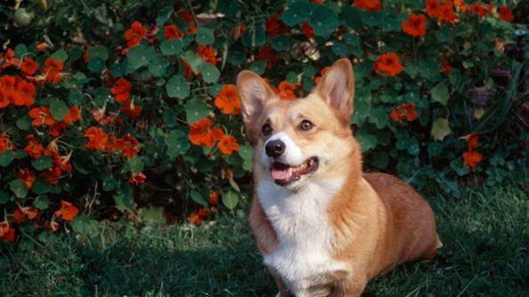 小型犬排名_小型犬排名和图片